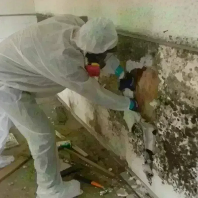 Mold Remediation and Removal in Lebanon, KY